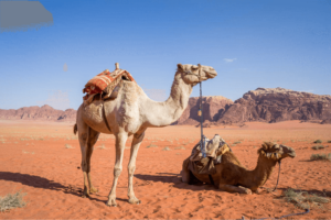 Camel Trekking