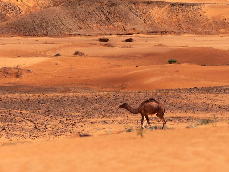 Sahara Desert Tour From Fez