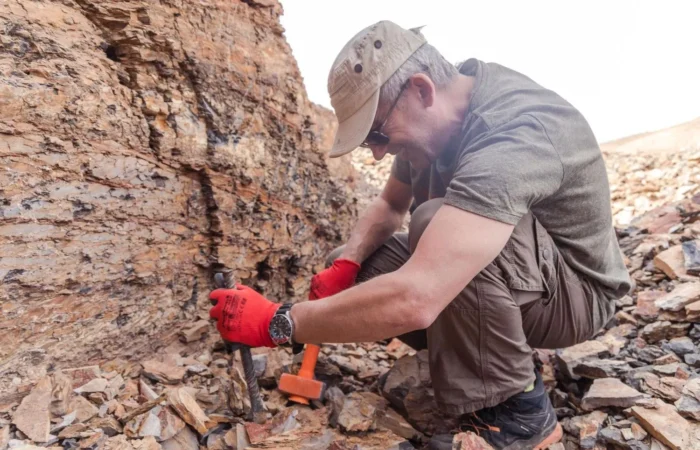 Tourist digging for Calymene trilobite fossil during Morocco family fossil tour in the desert.